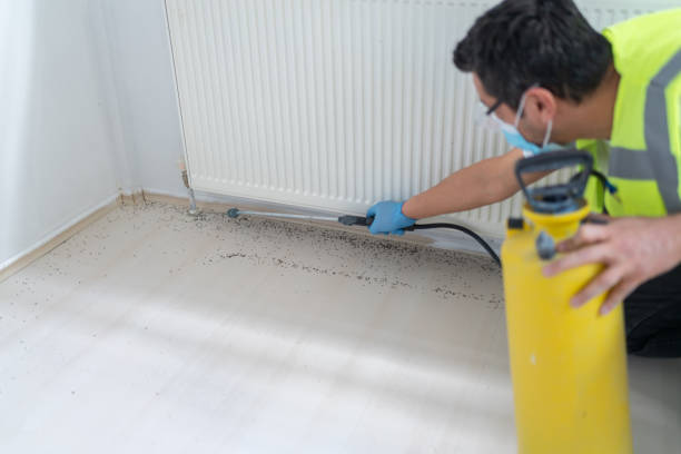 Best Affordable Pest Control Services  in Laupahoehoe, HI
